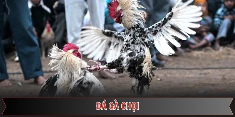Đá Gà Chọi 789f – Trận Đấu Kịch Tính & Kinh Nghiệm Cược