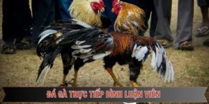Đá gà trực tiếp bình luận viên