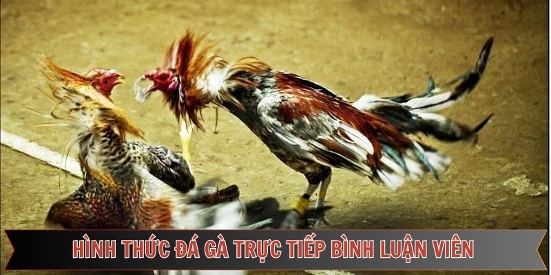 Các loại hình đá gà trực tiếp bình luận viên tại nhà cái