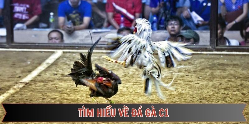 Nét chính về sức hút của đá gà C1 tại 789F