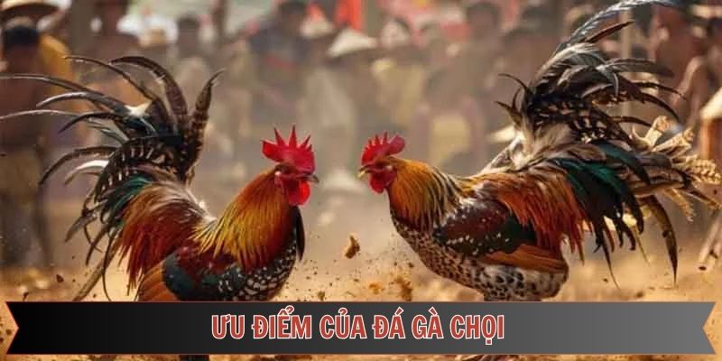 Tổng hợp điểm mạnh của đá gà chọi tại 789F