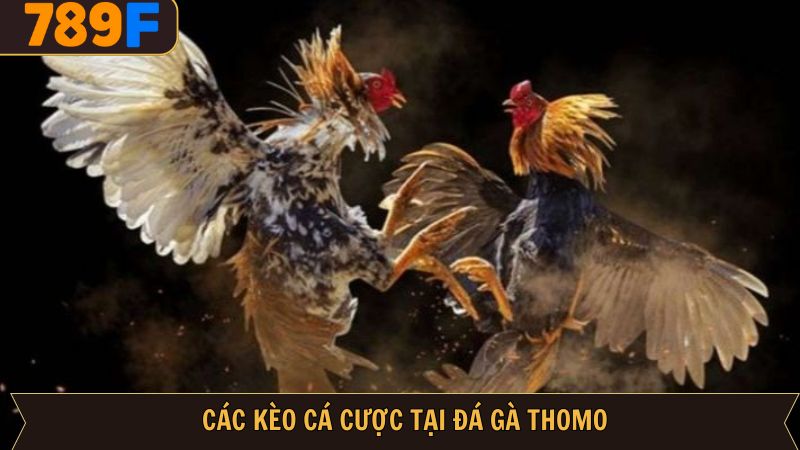 Cược kết quả trong chọi gà Thomo