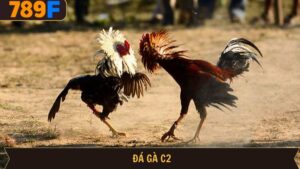 Đá gà C2