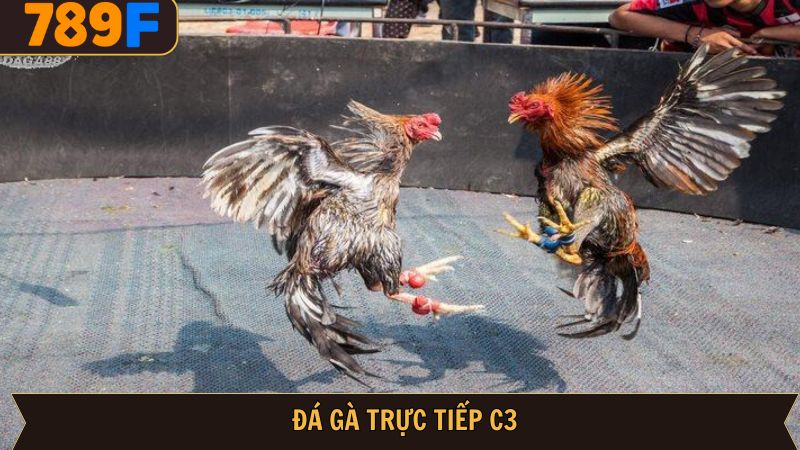 Đá Gà Trực Tiếp C3 – Sức Hút Từ Chiến Kê Đỉnh Cao Tại 789F