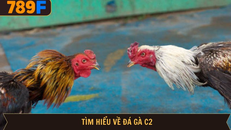 Trải nghiệm đá gà C2 mãn nhãn, gay cấn