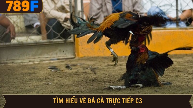 Sức hút của đá gà trực tiếp C3 tại 789F