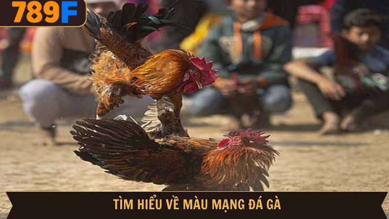 Nét chính tổng quan về màu mạng gà đá