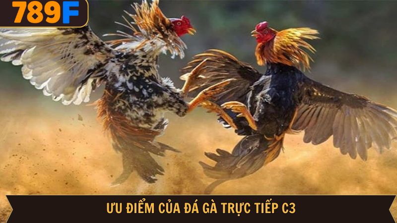Điểm mạnh ấn tượng của đá gà trực tiếp C3