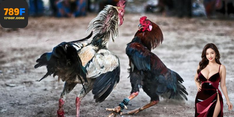 Giao diện đá gà 789F hỗ trợ xem nhiều trận cùng lúc – thống kê và kèo được cập nhật real-time