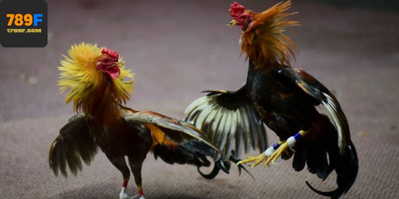 Sảnh cung cấp đầy đủ thể loại từ tốc độ đến kỹ thuật – trải nghiệm trọn vẹn từng trận đấu